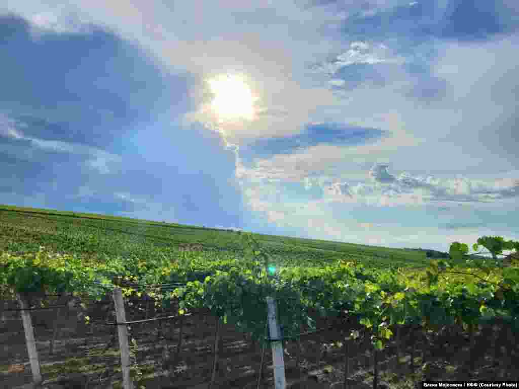 Лозарите велат дека имаат големи проблеми со откупната цена и со нелојалната конкуренција