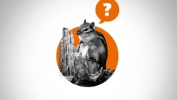 Kvíz: A fákat kivágják, ugye?