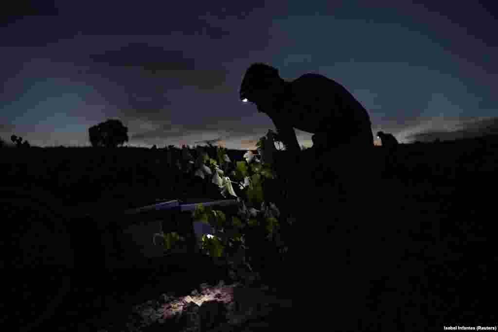 Conform unui studiu publicat luna trecută în revista Nature Geoscience, schimbările climatice au făcut ca unele zone din Peninsula Iberică să fie cele mai secetoase din ultimii 1.200 de ani, notează Reuters. Spania a suferit trei valuri de căldură neobișnuit de lungi în această vară, care au alimentat incendii de vegetație devastatoare. Deși strugurii au crescut din abundență, căldura i-a făcut mai puțin suculenți, a spus Morate.