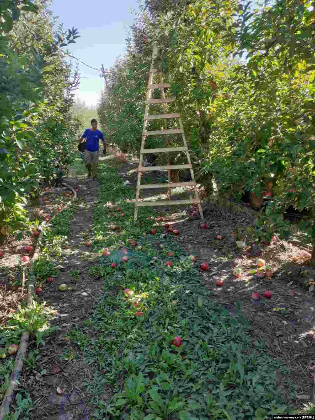 Јаболкобер во ресенско