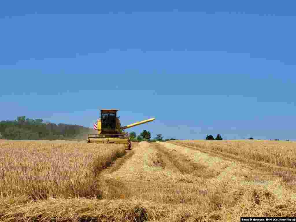 Жетва на пченица во неготинско
