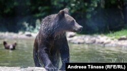 România permite, printr-o ordonanță de urgență adoptată recent, uciderea urșilor printr-o procedură criticată vehement de organizațiile de protecție a mediului. Decizia finală aparține autorităților locale, politicienilor care sunt primari sau viceprimari.