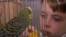 GRAB From Mariupol To Montenegro: A Ukrainian Boy And His Parrot Find Refuge