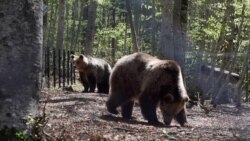 Novi život zlostavljanih medvjeda u Bugarskoj