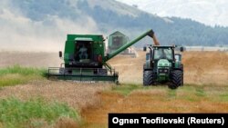 Korrje-shirjet e grurit në një arë në Maqedoninë e Veriut. Fotografi ilustruese.