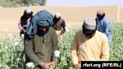 Berba na polju maka u provinciji Kandahar. Oštre kazne prete proizvođačima ove biljke ključne za dobijanje droge heroin, nakon što je vrhovni vođa talibana zabranio njenu proizvodnju. Fotografija zabeležena 29. marta 2022.