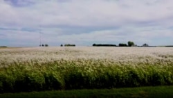 Bari që lufton ngrohjen globale