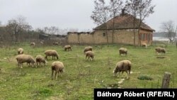 A házak helyén bárányokat legeltet az új tulajdonos.