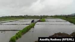 Илустрација - Поле со ориз