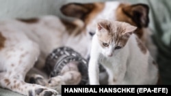 ცხოველთა მონიტორინგის სამსახური კარდაკარ ივლის.