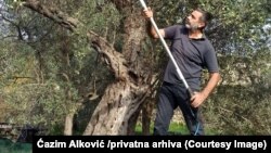 Kryetari i Shoqatës së Kultivuesve të Ullirit në Tivar, Qazim Allkoviq.