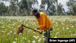 Farmer uklanja korov motikom na plantaži cvijeća u blizini Najrobija u Keniji. Ruski rat u Ukrajini podigao je cijene đubriva koje su već bile visoke, učinio oskudnu zalihu još manjom i pritisnuo poljoprivrednike, posebno one u zemljama u razvoju koji se bore da zarade za život.