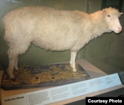 Dolly, klonirana ovca - fotografija iz arhive