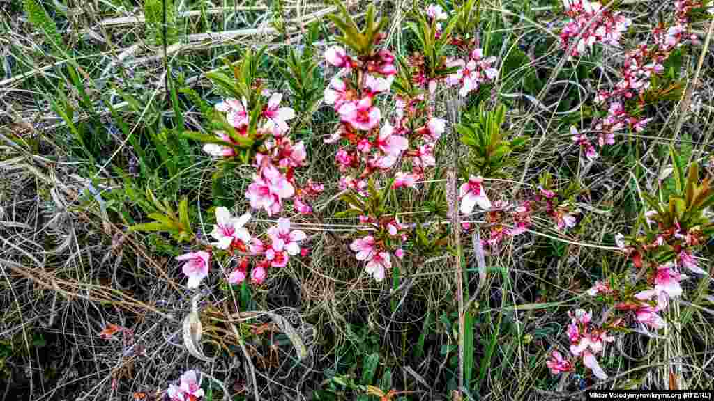 Здесь произрастают различные цветы&nbsp;