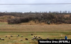 Turmă de oi la Fălești