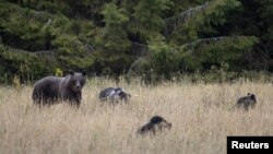 Populacija mrkih medvjeda porasla je 44 odsto od 1960. godine.