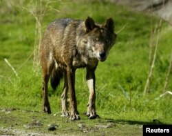 Sivi vuk se najbrže vratio od svih mesoždera.