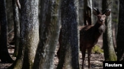Măsurile acceptate de statele UE cer ca acestea să creeze degrabă planuri de protecție a florei și faunei. 