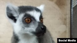 Лемур во скопската Зоолошка градина