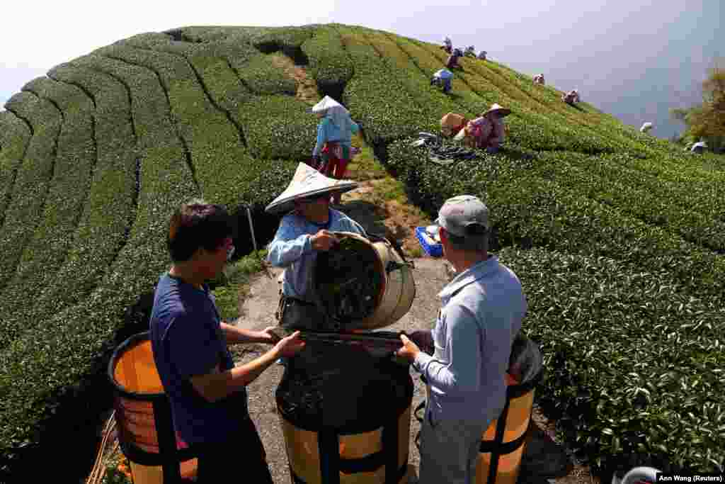 A tajvani teaültetvényeken az idei termést előbb a nagy szárazság, aztán az özönvízszerű esőzések tizedelték meg