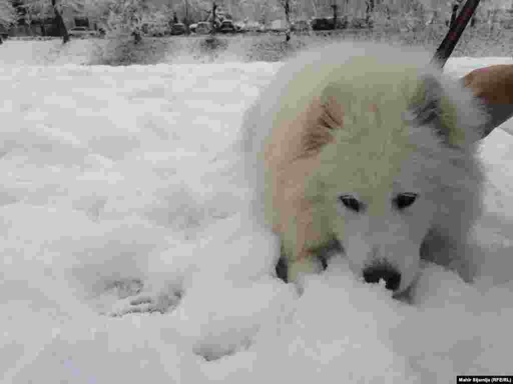 Pas Yang, sibirski samojed, uživa u snijegu. Vlasnica kaže da mu je ovo prva zima u kojoj uživa. U jutarnjoj šetnji u snijegu se igrao na Vilsonovom šetalištu.