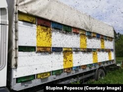 A pásztorméhészetet elsősorban azok a méhészek gyakorolják, akik nagy mennyiségű mézet szeretnének termelni