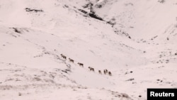 Северни елени са заснети в планините през зимата край Норвежко море на източния бряг на Исландия