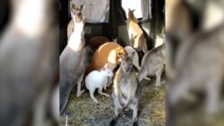 Cum i-a ajutat umorul pe ucraineni să treacă peste un an de război