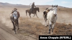 As the only woman who does the transhumance, Tinatin Ididze cuts an unconventional figure in Tusheti's male-dominated mountain culture.
