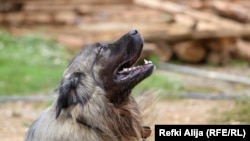 Šarplaninci bez razmišljanja ulaze i u borbu sa medvedima, svedoče vlasnici.