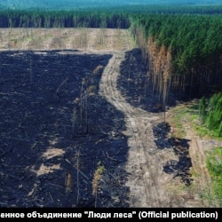 Сгоревшие деляны в лесах Красноярского края, август 2021 года