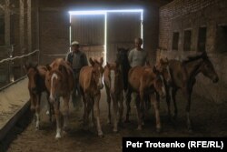 Лошади на ферме Анатолия Горбачева. Село Чеботарево, Западно-Казахстанская область, 27 августа 2021 года