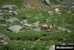 A vadászoknak vonzó kihívást jelent a nehéz hegyi terep és a zergék fürgesége