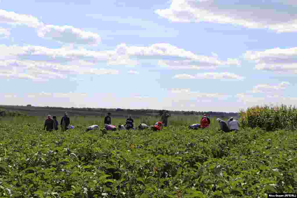 Plantație de vinete în zi de recoltă