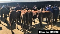 Фермер, выставивший на продажу пять жеребят