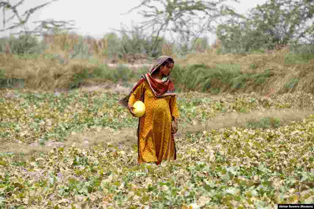Sonari, një grua shtatzënë, duke mbledhur pjepra në një arë në një plantacion në periferi të Xhakobabadit më 17 maj. Gratë në vendet e varfra, të prekura nga ndryshimet klimatike janë veçanërisht të ndjeshme ndaj temperaturave në rritje, sepse shumë prej tyre u duhet të punojnë edhe gjatë shtatzënisë së tyre dhe menjëherë pasi që lindin.
