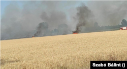 Égett a búza Újszentiván határában a választás napján.