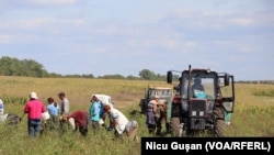 Oameni la munci în câmp. 