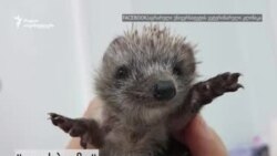 ზღარბმა ფეხი იტკინა