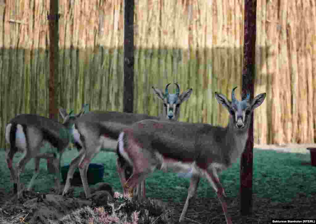 За незаконный отстрел джейранов предусмотрен штраф &mdash; 1 миллион сомов.