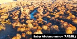 Уникальные заросли кустарников в Кочкорском районе являются наиболее привлекательным местом обитания центральноазиатской лягушки.