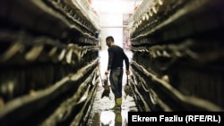 Vërshimet mbysin mbi 12 mijë pula brenda një ferme