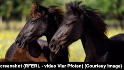 Caii „liberi” de la Letea sunt captivi după două rânduri de gard, unul cu stâlpi de ciment (ilegal într-o rezervație) și unul de sârmă ghimpată. Seceta și oamenii care îi țin închiși îi condamnă, în vara anului 2022, la moarte prin însetare.