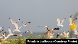 Pelicanii, simbolul Deltei Dunării