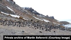 Pingvini na Antarktiku, najprepoznatljivije životinje ledenog kontinenta