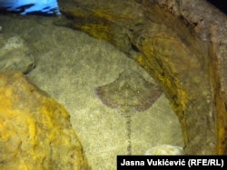 I raža je jedna od autohtonih vrsta (na fotografiji u Akvarijumu Boka)