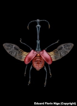 Žirafina zlatica je porijeklom sa Madagaskara, sa vratovima mužjaka koji su dva ili tri puta duži od vratova ženki.