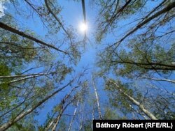 Lomb nélküli fák Móricgát környékén