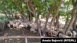 Ovce na Pešterskoj visoravni