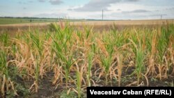 O plantație de porumb afectată de secetă. 